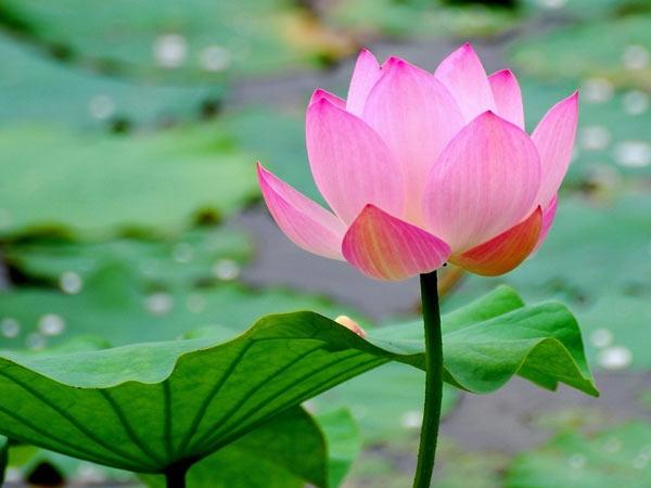 Địa chỉ mua rèm cuốn chống nắng tại Trung Hòa, Cầu Giấy